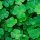  Ornamental grass, for dry areas, for shady areas, Willow Granum 500 m² 0.5 kg