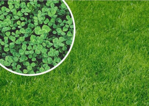  Ornamental grass, for dry areas, for shady areas, garden, pasture Granum 800 m² 1 kg