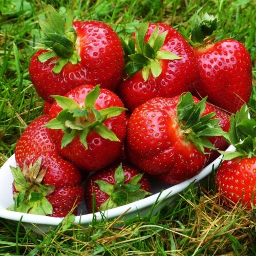  Wild strawberries and strawberries STRAWBERRY SENGA SENGANA THE SWEETEST VARIETY FOR JUICES, JAM AND DESSERTS 10 STRAWBERRY SEEDS bare root seedling 15-30 cm