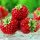  Wild strawberries and strawberries RASPBERRY FRAMBEER STRAWBERRY 10 SEEDS DELICIOUS AND VERY SWEET bare root seedling 10-20 cm