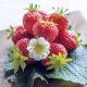  Wild strawberries and strawberries STRAWBERRIES THE YEAR ROUND MARA REPEATED FRUITING 10 STRAWBERRY SEEDS EXTREMELY TASTY VARIETY bare root seedling 15-30 cm