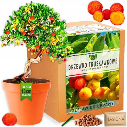  Strawberry Tree Bonsai Seed Plant Growing Kit