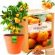  Set for growing plants: tangerine seeds, tangerine tree