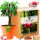  Pitaya Plant Growing Kit DRAGON FRUIT Seeds Edible Cactus Fruit