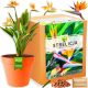  A set for growing Strelitzia Królewska plants, Paradise Bird seeds