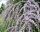  TWISTED LEAF BUDDLJA UNIQUE PBR Buddleja alternifolia SEEDS P9