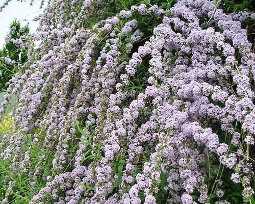  TWISTED LEAF BUDDLJA UNIQUE PBR Buddleja alternifolia SEEDS P9