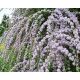  TWISTED LEAF BUDDLJA UNIQUE PBR Buddleja alternifolia SEEDS P9
