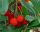  BLUEBERRY WADGE Arbutus unedo STRAWBERRY TREE SOWING IN A P9 CONTAINER