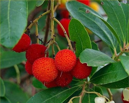  BLUEBERRY WADGE Arbutus unedo STRAWBERRY TREE SOWING IN A P9 CONTAINER