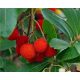  BLUEBERRY WADGE Arbutus unedo STRAWBERRY TREE SOWING IN A P9 CONTAINER