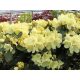  GOLDKRONE Rhododendron // Dwarf, low variety