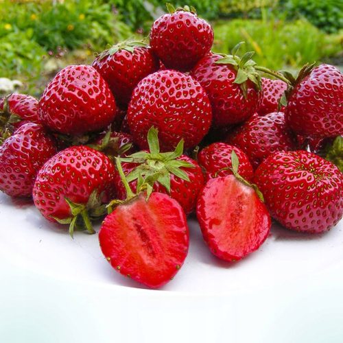  Wild strawberries and strawberries HONEOYE STRAWBERRY VERY EARLY DESSERT 10 PCS FRIGO STRAWBERRY SEEDS CLASS A bare root seedling 15-30 cm