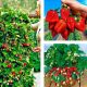  Wild strawberries and strawberries STRAWBERRY ALBION CLIMBING HANGING REPEATING FRUIT 10 PIECES STRAWBERRY SEEDS bare root seedling 15-30 cm