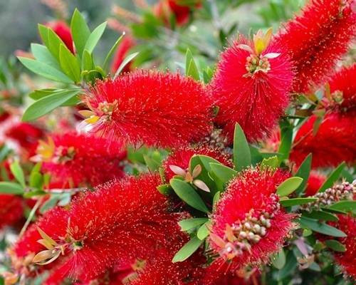  RED MOUFEL Callistemon citrinus Splendens SOWING IN P9 CONTAINERS