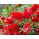  RED MOUFEL Callistemon citrinus Splendens SOWING IN P9 CONTAINERS