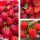  Wild strawberries and strawberries SAN ANDREAS STRAWBERRY REPEAT FRUIT CLIMBING HANGING LARGE FRUIT SEEDS 10 PCS. bare root seedling 15-30 cm