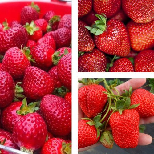  Wild strawberries and strawberries SAN ANDREAS STRAWBERRY REPEAT FRUIT CLIMBING HANGING LARGE FRUIT SEEDS 10 PCS. bare root seedling 15-30 cm