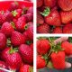  Wild strawberries and strawberries SAN ANDREAS STRAWBERRY REPEAT FRUIT CLIMBING HANGING LARGE FRUIT SEEDS 10 PCS. bare root seedling 15-30 cm