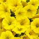  Petunia Supertunia Mini Vista Yellow