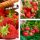  Wild strawberries and strawberries FLORENCE STRAWBERRY 10 PIECES VERY LATE DISEASE RESISTANT STRAWBERRY SEEDS bare root seedling 15-30 cm