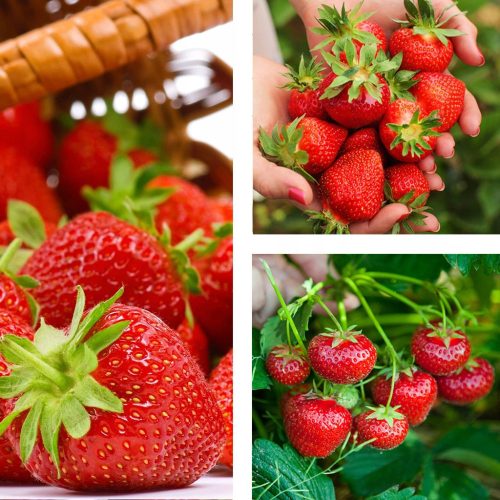  Wild strawberries and strawberries FLORENCE STRAWBERRY 10 PIECES VERY LATE DISEASE RESISTANT STRAWBERRY SEEDS bare root seedling 15-30 cm