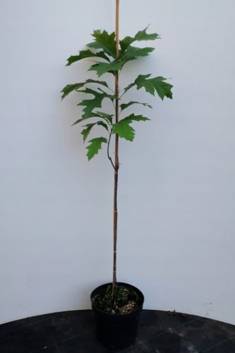  MUD OAK 'GREEN PILLAR' columnar 60-80cm C4