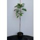  MUD OAK 'GREEN PILLAR' columnar 60-80cm C4