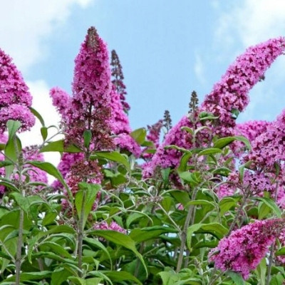  Buddleia ON THE TRUNK pink PINK DELIGHT seedlings – a rarity with unique color