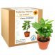 Cool, funny gadgets ARABICA COFFEE coffee tree gift for Grandpa's day, grandma, best grandpa
