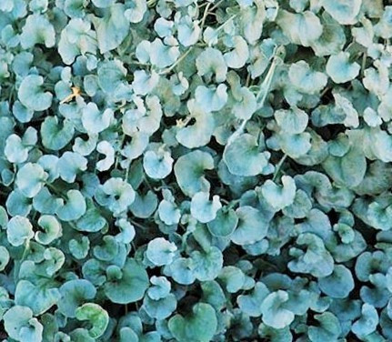  SILVER DICHONDRA – HANGING CASCADE