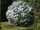  White rhododendron and azalea seedlings in 0.5-1l container, 30-40 cm
