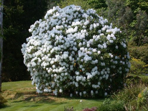  White rhododendron and azalea seedlings in 0.5-1l container, 30-40 cm