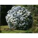  White rhododendron and azalea seedlings in 0.5-1l container, 30-40 cm