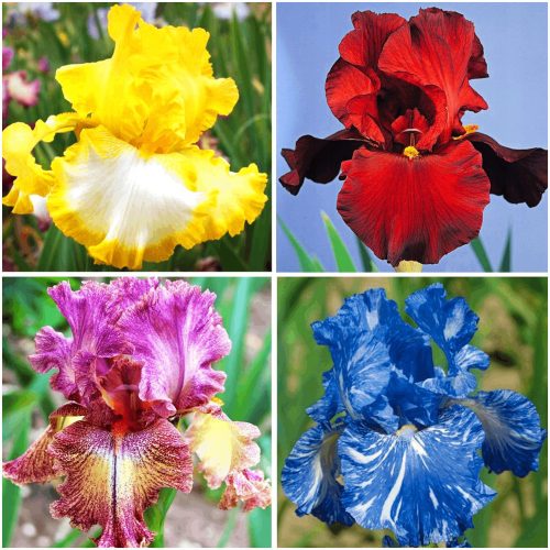  Iris bulbs/bulbs/rhizomes in bulk packaging