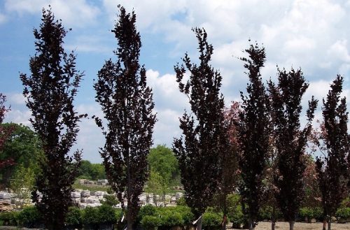  Columnar beech Dawyck Purple 60-80cm C2