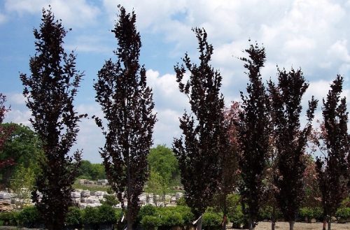  Columnar beech Dawyck Purple 60-80cm C2