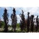  Columnar beech Dawyck Purple 60-80cm C2