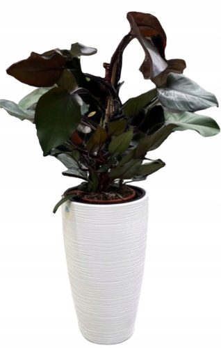  Form-Plastic flowerpot 38.5 cm x 38.5 x 58 cm diameter 38.5 cm plastic white