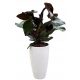  Form-Plastic flowerpot 38.5 cm x 38.5 x 58 cm diameter 38.5 cm plastic white