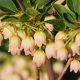  Enkiant bell-shaped PRETTYCOAT, a beautiful SHRUBS from JAPAN