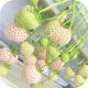  Wild strawberries and strawberries WHITE PINEAPPLE STRAWBERRY very tasty fruits STRAWBERRY SEEDS 10 PCS seedling with bare root 5-20 cm