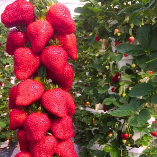  Wild strawberries and strawberries Strawberry Selva THE SWEETEST CLIMBING HANGING REPEATING LARGE SEEDS 10 pcs bare root seedling 5-10 cm