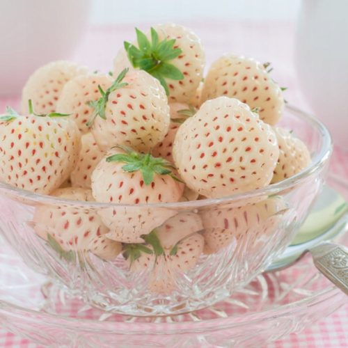  Wild strawberries and strawberries White strawberry Pineapple FRIGO 10 pieces, seedling with bare root 5-10 cm