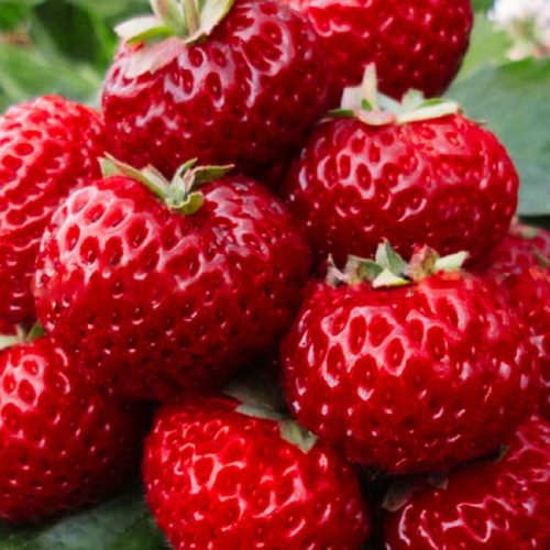  Wild strawberries and strawberries Raspberry Strawberry FRIGO 10 pieces, seedling with bare root 5-10 cm