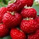  Wild strawberries and strawberries Raspberry Strawberry FRIGO 10 pieces, seedling with bare root 5-10 cm