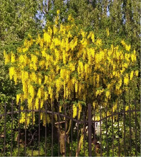  Laburnum Vossia golden rain the largest flower up to 50 cm long WITH BUDS