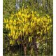  Laburnum Vossia golden rain the largest flower up to 50 cm long WITH BUDS