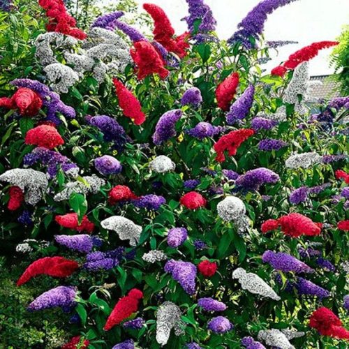  TRICOLOR BUDDLEY SET WITH 3 TRICOLOR BUDDLEY BUTTERFLY PIECES Shrub