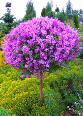  Lilac seedlings in 1-2l container, 80-120 cm